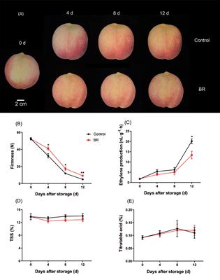 Exogenous BR delayed peach fruit softening by inhibiting pectin degradation enzyme genes